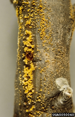 Chestnut blight canker